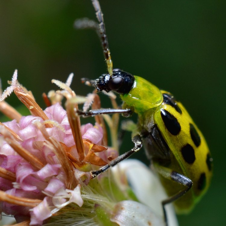 The Intriguing World of the Cucumber Beetle: A Tiny Pest with a Big Impact
