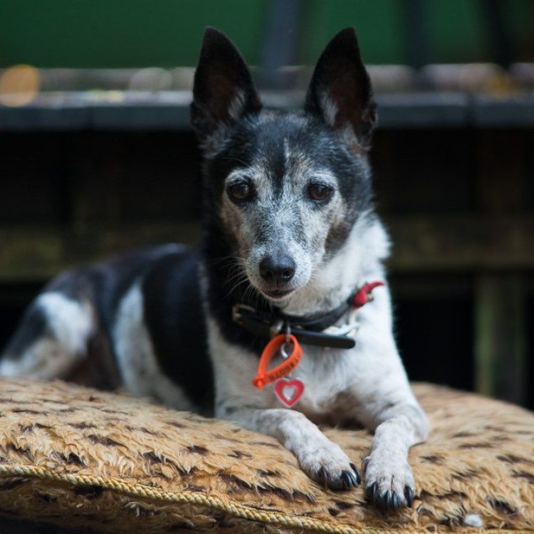 The Adorable Tenterfield Terrier: A Mighty Miniature Companion from Australia