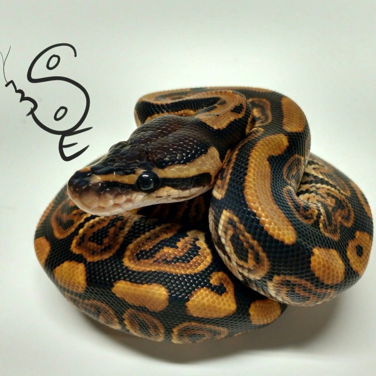 The Mystical Black Pastel Ball Python: A Guide to the Beautiful and Enigmatic Reptile