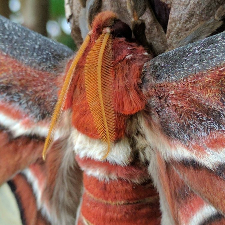 The Majestic Atlas Moth: A Grandiose Master of the Skies