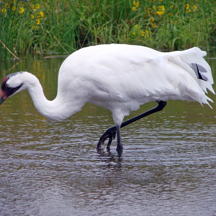 The Graceful and Enchanting Common Crane