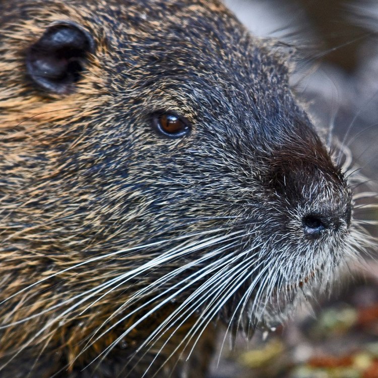 The Fascinating World of the Nutria: An Invasive Species on the Rise