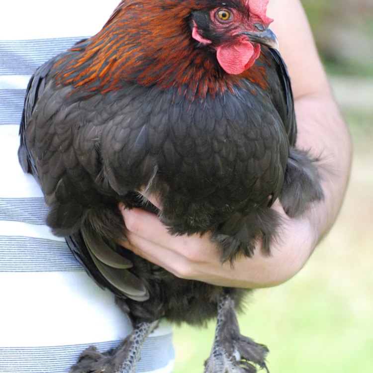 The Marvelous Marans Chicken: A Farmyard Favorite from France