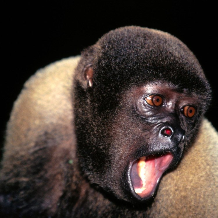 Discover the Fascinating World of the Woolly Monkey: South America's Curious Primate
