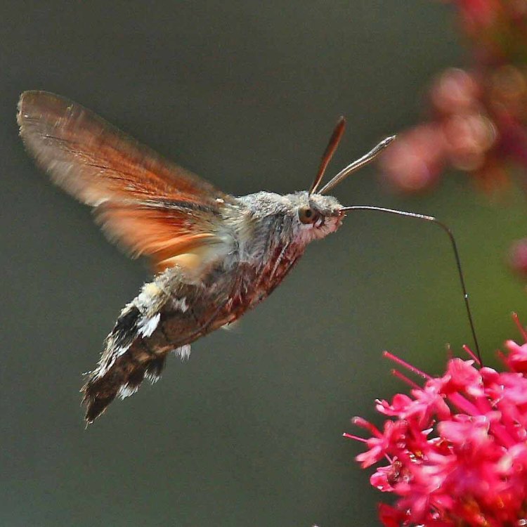 The Fascinating Hummingbird Hawk Moth: A Master of Adaptation and Illusion