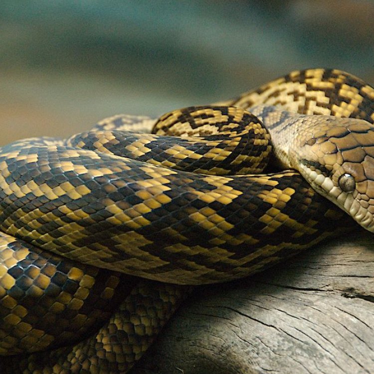 The Majestic Amethystine Python: A Fascinating Reptile with a Colorful Past