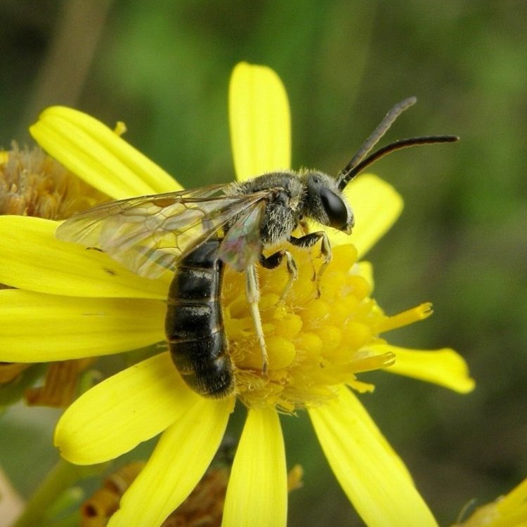 The Fascinating World of Furrow Bees