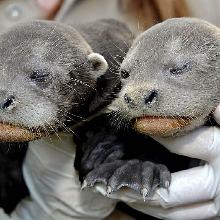 The Fascinating World of River Otters: The Charmers of North America