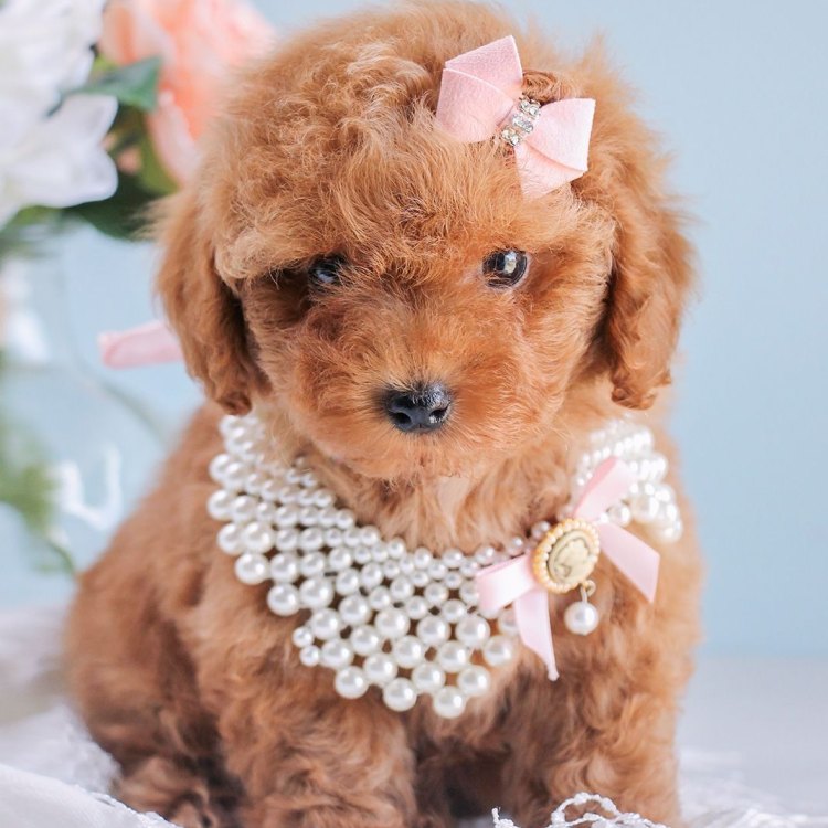 The Teacup Poodle: A Tiny Ball of Fluff That Packs a Lot of Love