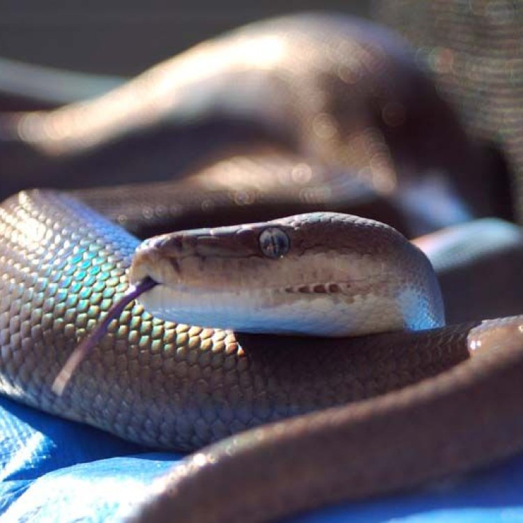 The Magnificent Olive Python: A Giant of the Australian Wilderness