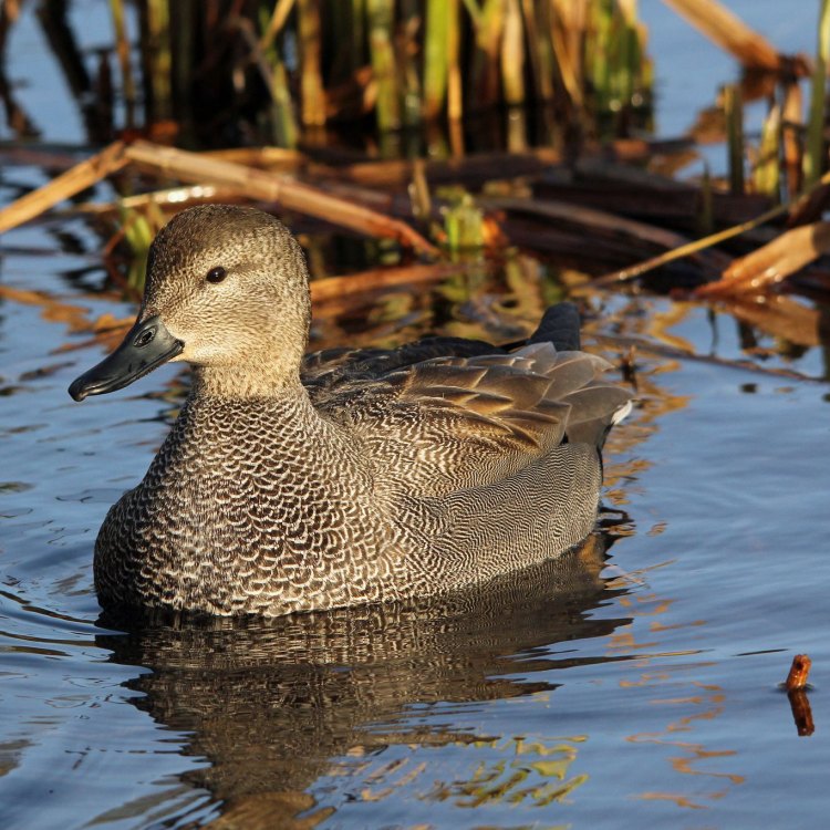 The Marvelous Gadwall: A Versatile and Adaptable Dabbling Duck