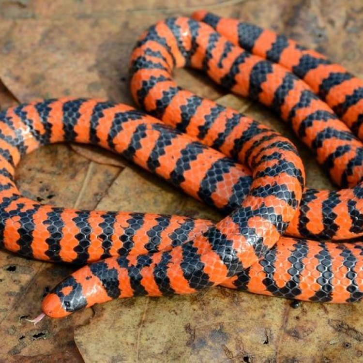 The Fascinating World of the Elusive Pipe Snake