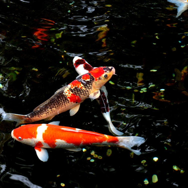 The Wondrous World of Koi Fish: A Guide to the Majestic Omnipresence of Cyprinus rubrofuscus