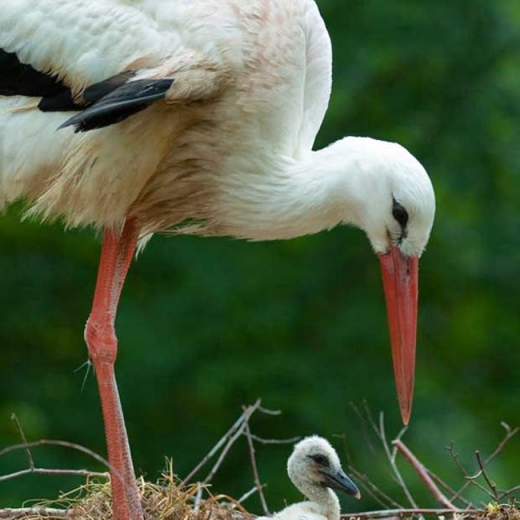The Majestic Stork: Nature’s Graceful Bird