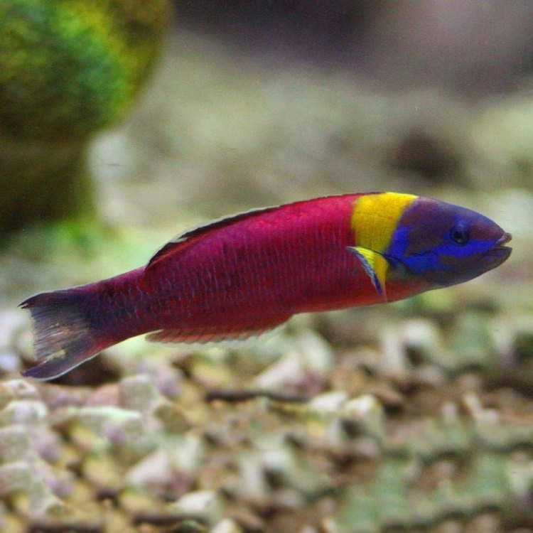 Discovering Wrasse: The Colorful and Eclectic Fish of the Ocean