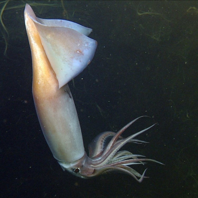 The Mysterious Creature of the Pacific Ocean: Humboldt Squid