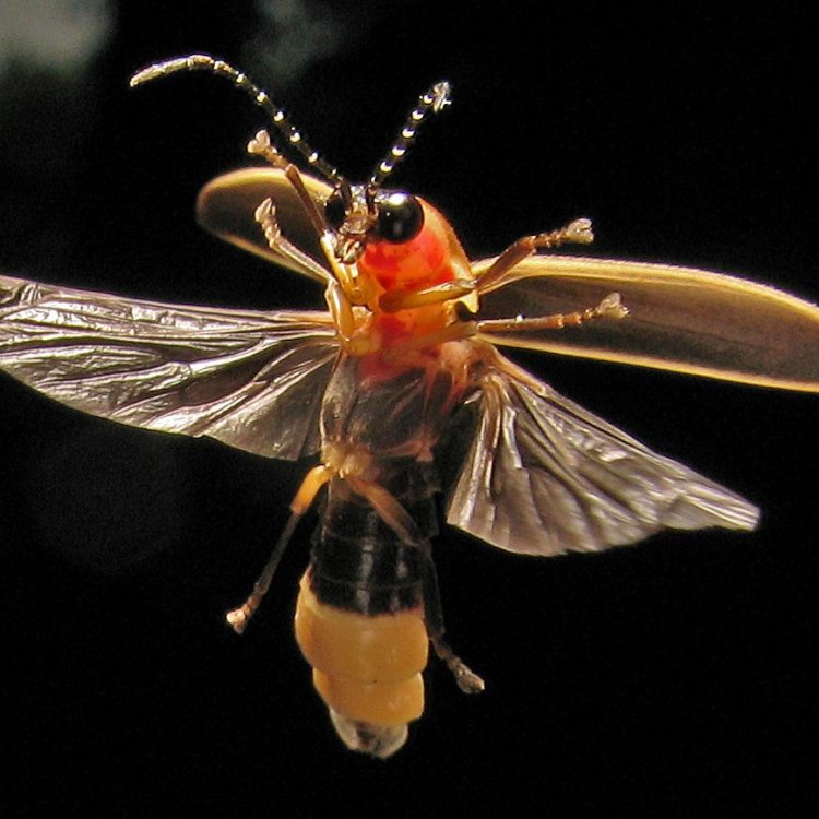 The Enchanting World of Fireflies: Lighting Up the Night