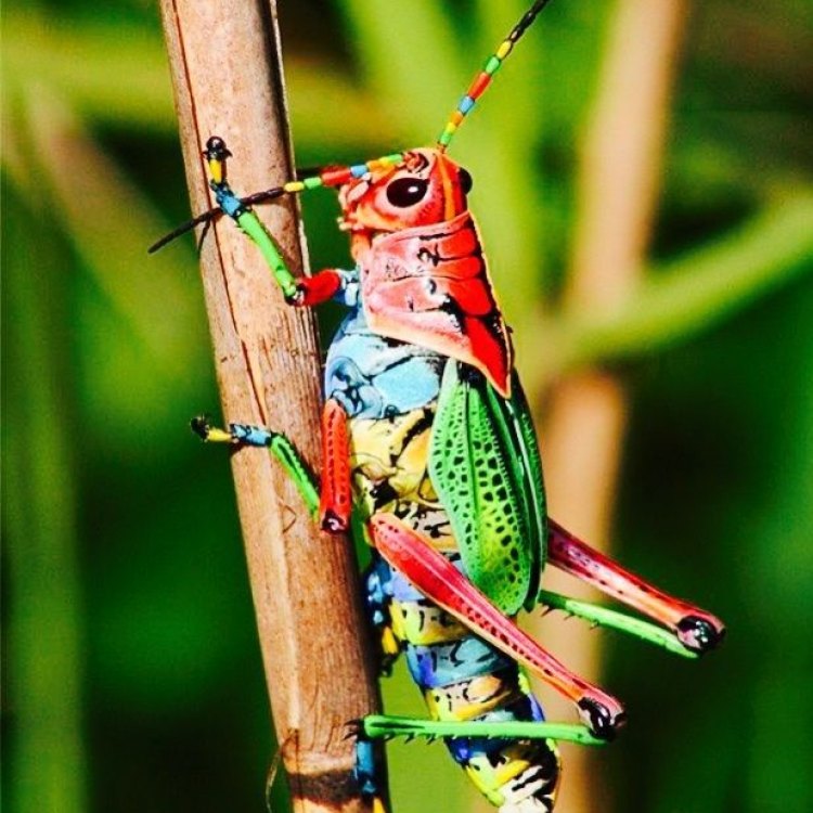 The Magical World of the Rainbow Grasshopper
