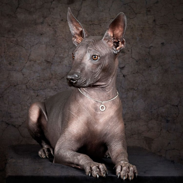 The Fascinating World of the Xoloitzcuintli: Mexico’s Very Own Hairless Wonder