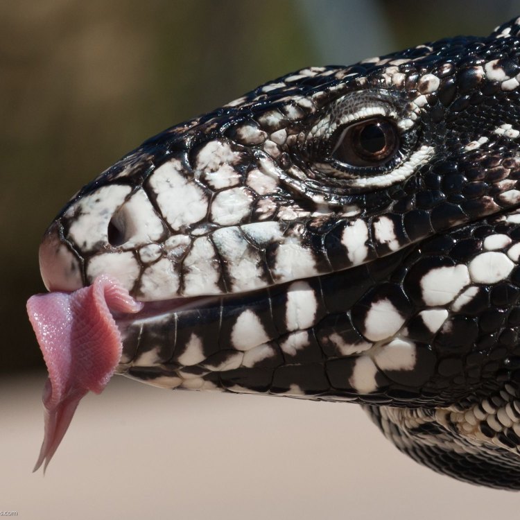 A Fascinating Reptile: The Argentine Black And White Tegu