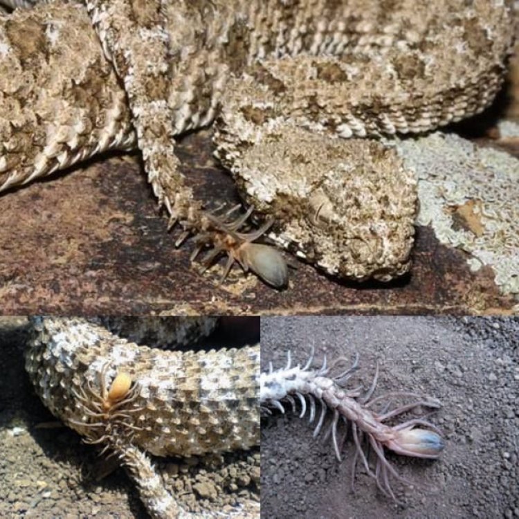 The Fascinating Spider Tailed Horned Viper: A Master of Deception in the Rocky Desert