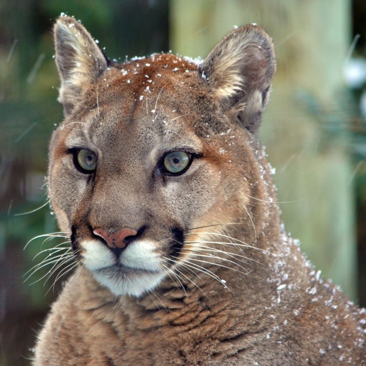 The Majestic Cougar: A Fearless Predator of the Americas
