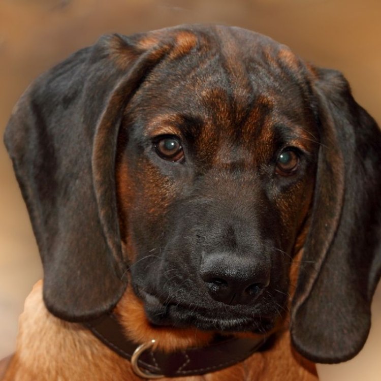 Bavarian Mountain Hound: A Proud Hunter of the Forests and Mountains