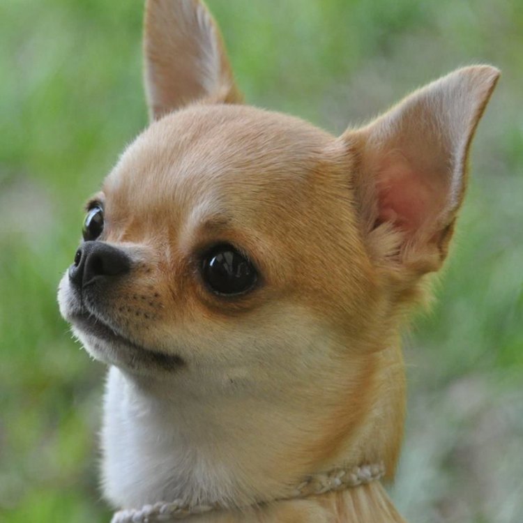 The Unique Qualities of Apple Head Chihuahua - The Smallest Dog with a Giant Personality