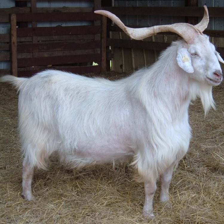 The Versatile and Resilient Kiko Goat: A Natural Wonder of New Zealand