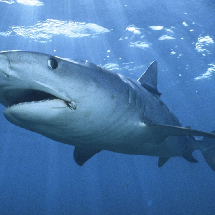 The Mighty Tiger Shark: A Closer Look at the Fearsome Predator of the Sea