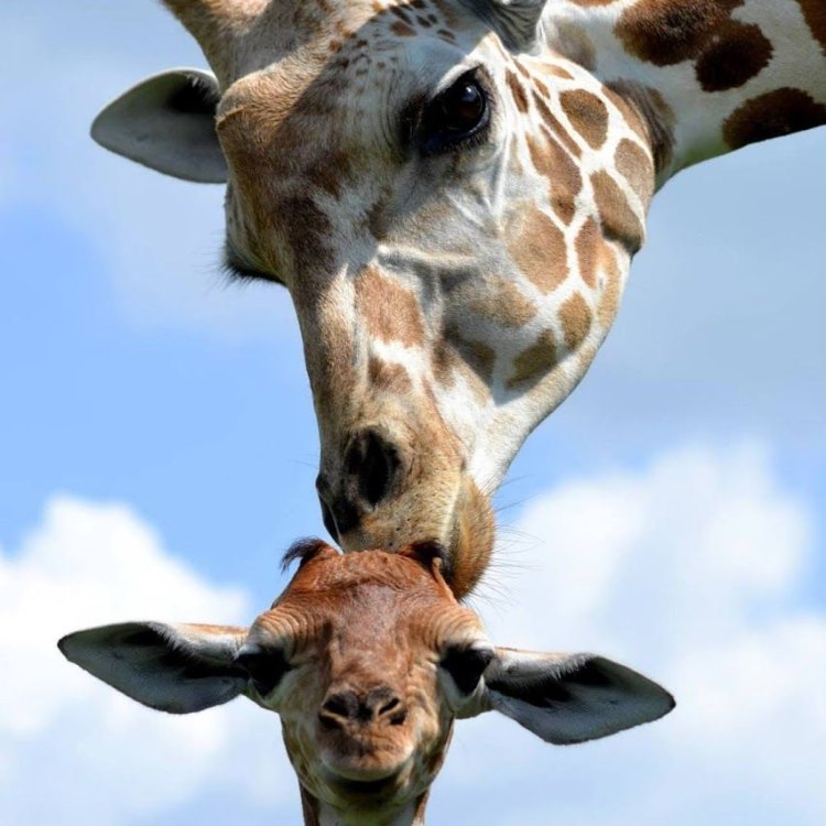 Giraffes: The Tallest and Most Graceful Creatures of the African Savannah
