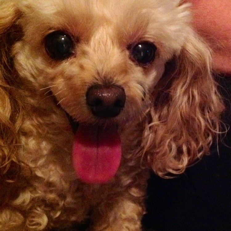 The Adorable and Joyful Companion: The Toy Poodle