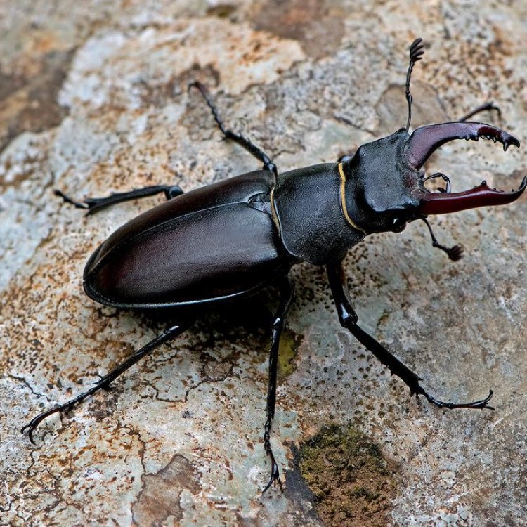 A Wonder of Nature: The Fascinating Stag Beetle