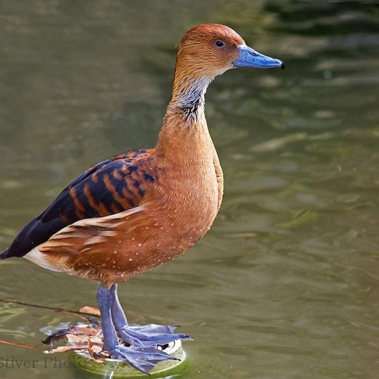 The Black Bellied Whistling Duck: An Iconic Waterfowl of the American South