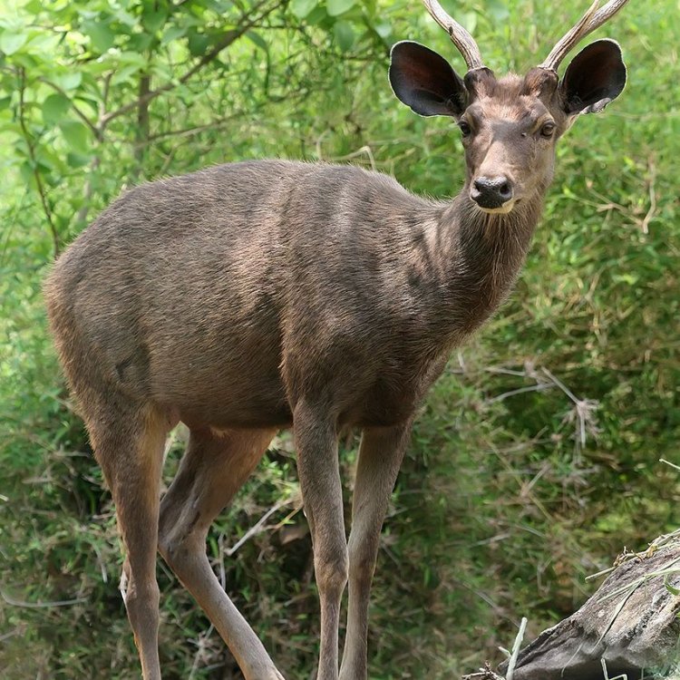 The Majestic Sambar: A Graceful Giant of South and Southeast Asia