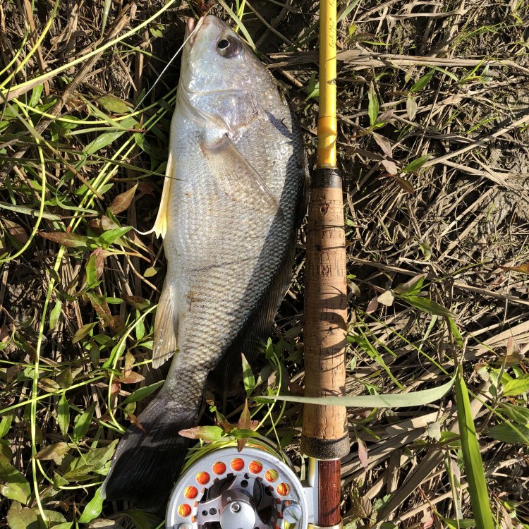 The Resilient Freshwater Drum: Surviving and Thriving in North America's Waterways