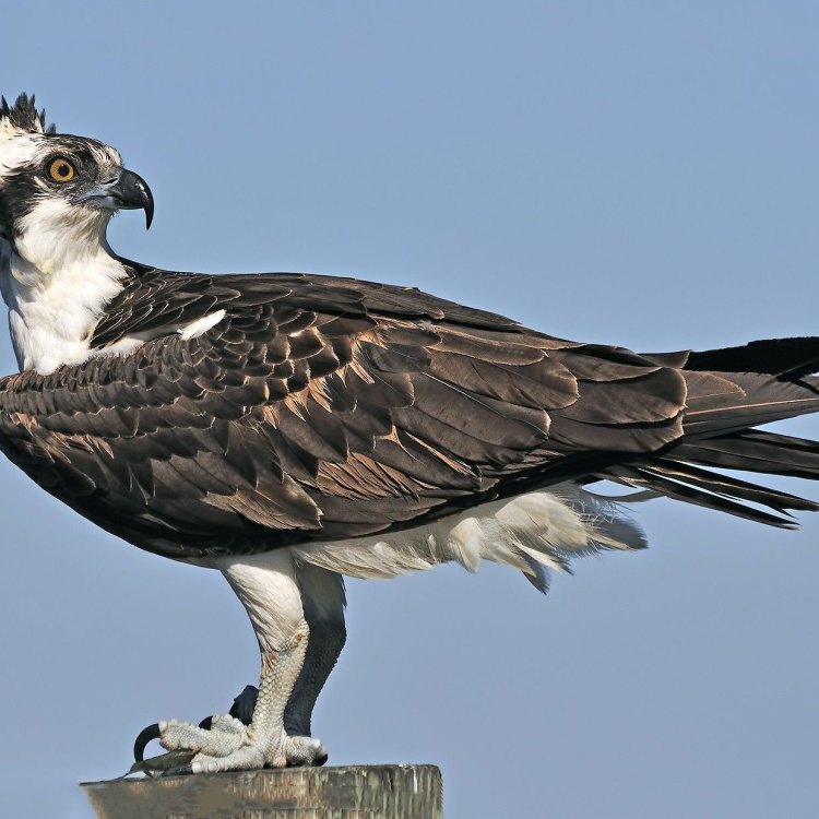 The Majestic Osprey: The Ultimate Fish-Eating Predator