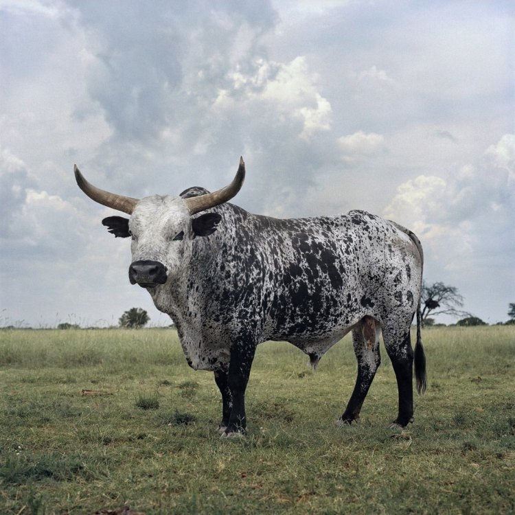 The Resilience and Beauty of Nguni Cattle: A True Treasure of Southern Africa