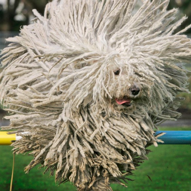 The Adorable and Versatile Puli: A Perfect Companion for Urban and Rural Living