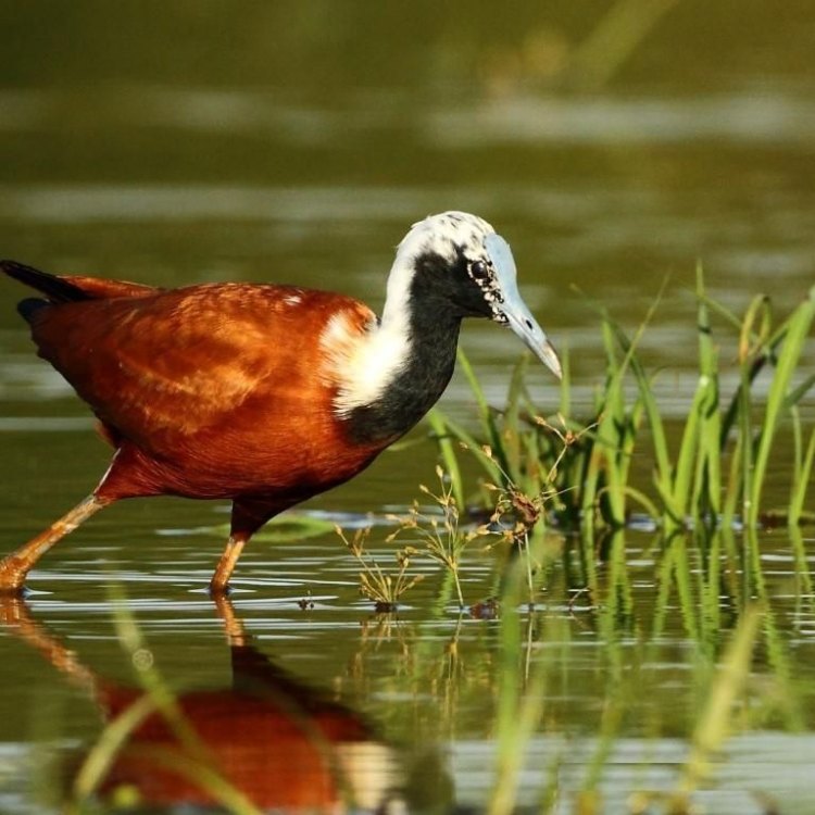 The Fascinating Madagascar Jacana: A Master of the Wetlands