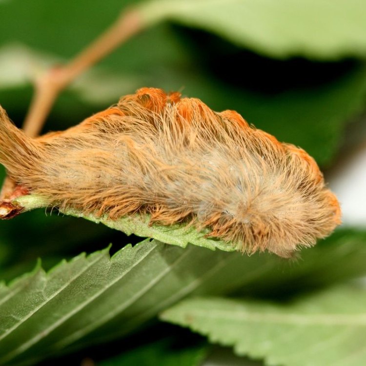 The Furry and Deadly Puss Caterpillar: An Unusual Insect of North America
