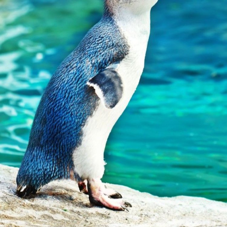 The Fascinating World of Penguins