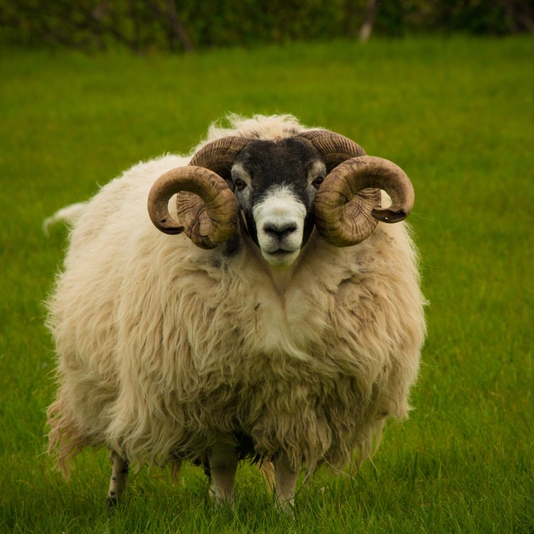 The Amazing World of Sheep: From Pastures to Mountains to Everywhere