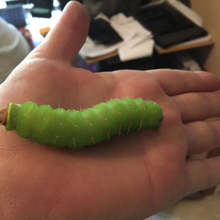Introducing the Enigmatic Luna Moth Caterpillar
