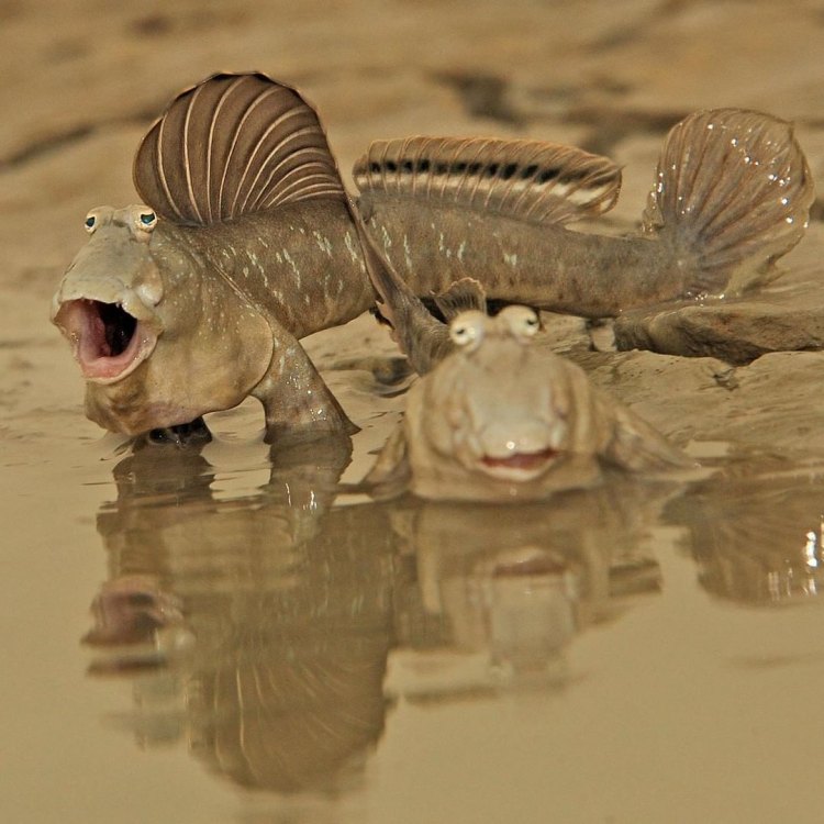 Mudskippers: The Incredible Amphibious Fish