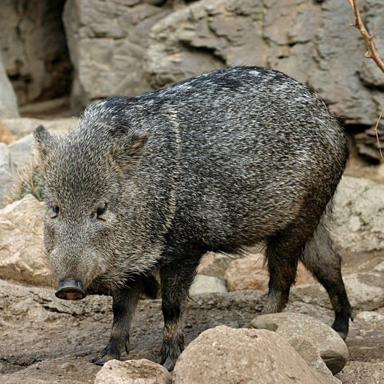 The Fascinating and Misunderstood Collared Peccary: The Wild Pig of the Americas