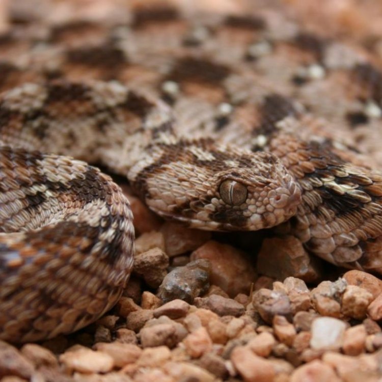 The Fierce and Deadly Saw Scaled Viper: A Closer Look at One of Nature's Most Feared Creatures
