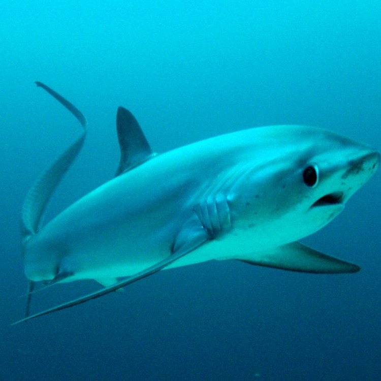 The Majestic Thresher Shark: A Fascinating Creature of the Open Ocean