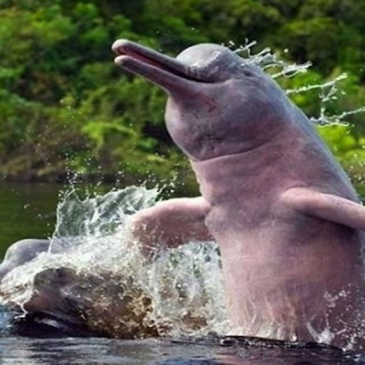 The Enchanting Amazon River Dolphin: A Unique and Mysterious Creature of the Amazon Rainforest