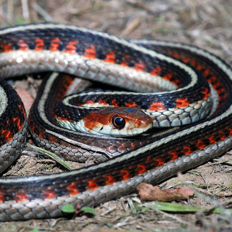The Incredible Garter Snake: A Serpent of Diversity